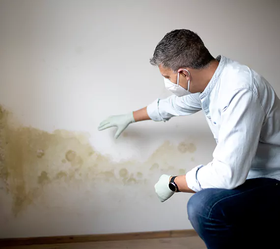 Mold Removal Service in North Salt Lake, UT